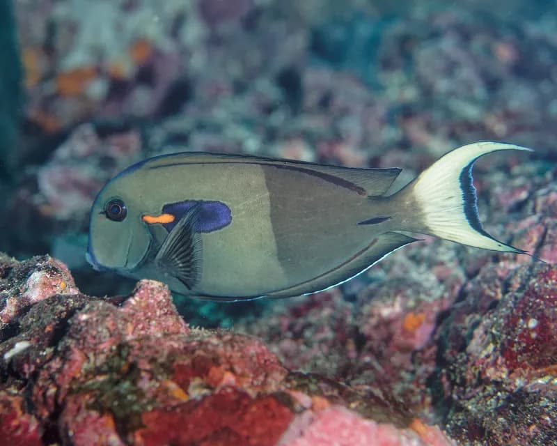 Marquesan Surgeonfish (Acanthurus reversus)