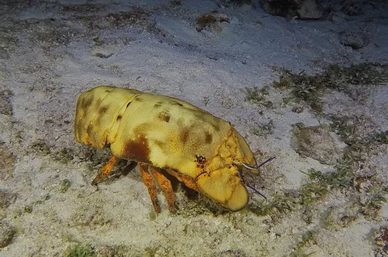 French Lobster (Scyllarides aequinoctialis)