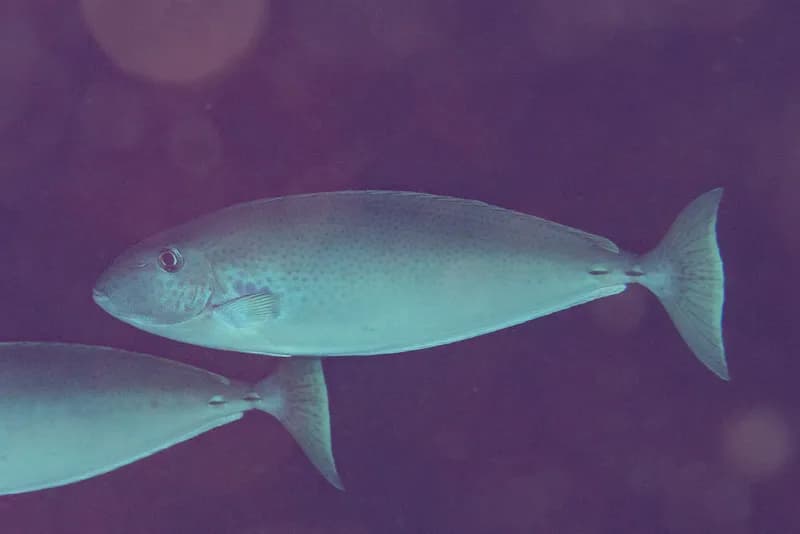 Elongate Unicornfish (Naso lopezi)