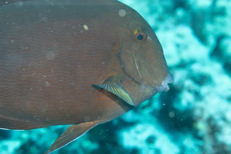 Bluelined Surgeonfish (Acanthurus nigroris)