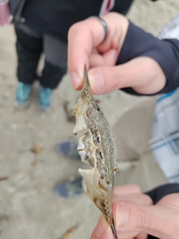 Callinectes sapidus