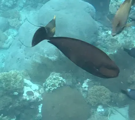 Bignose Unicornfish (Naso vlamingii)