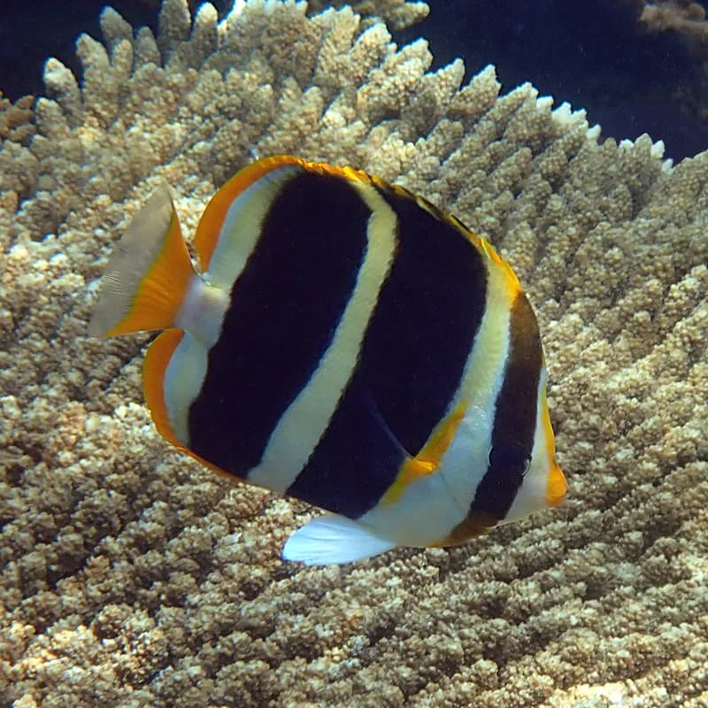 Three-Band Coralfish (Chaetodon tricinctus)