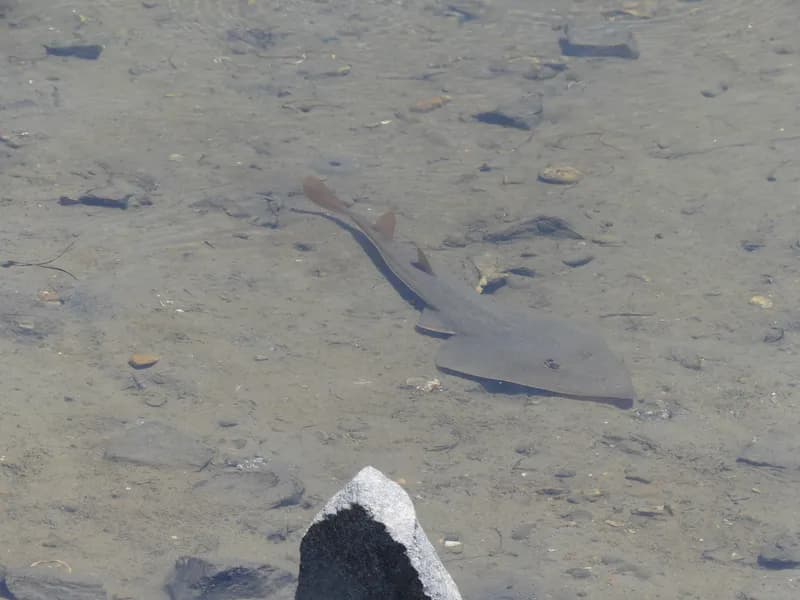 Northern Guitarfish (Pseudobatos productus)