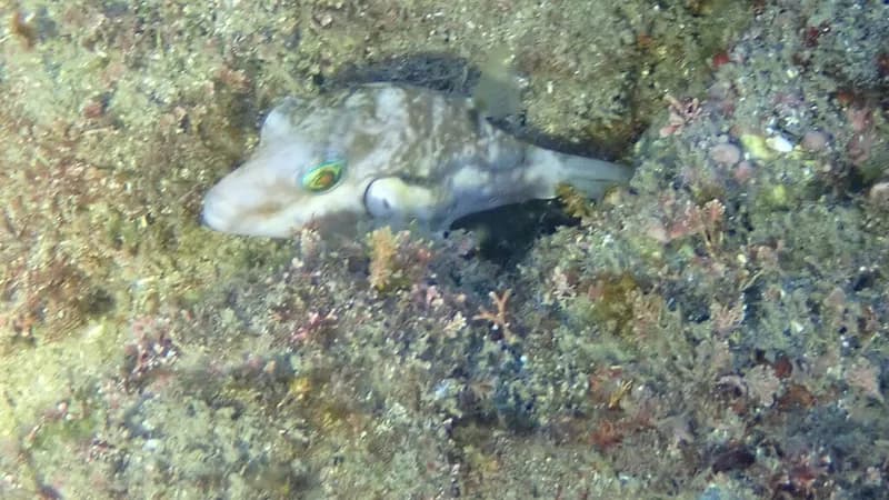 Brown-Lined Puffer (Canthigaster rivulata)