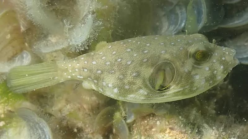 Bristly Puffer (Arothron hispidus)