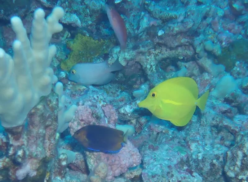 Dwarf Angelfish (Centropyge fisheri)