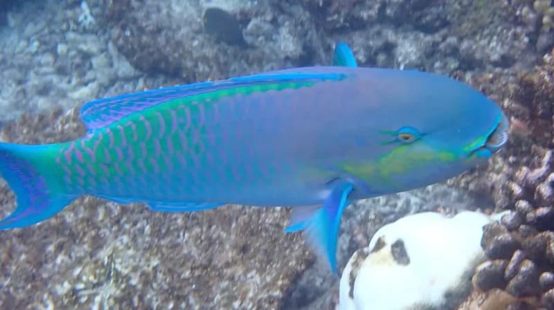 Heavybeak Parrotfish (Chlorurus strongylocephalus)