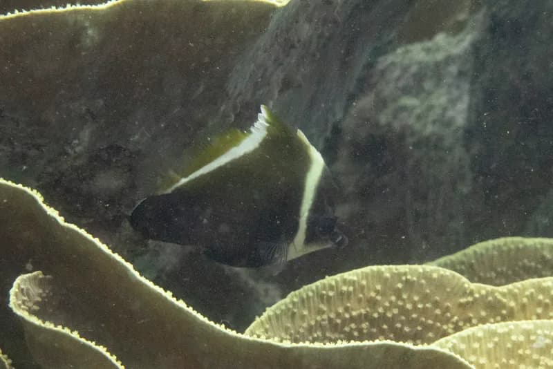 Horned Bannerfish (Heniochus varius)