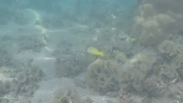 Common Bluestripe Snapper (Lutjanus kasmira)