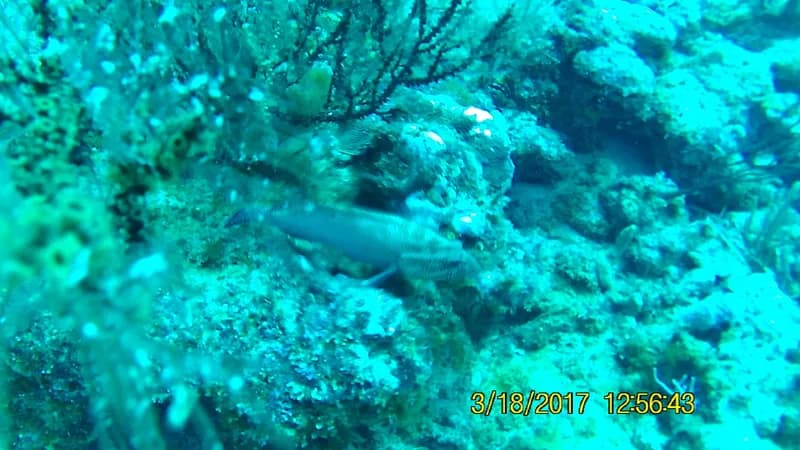 Princess Rockfish (Mycteroperca venenosa)
