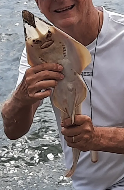 Chola Guitarfish (Pseudobatos percellens)