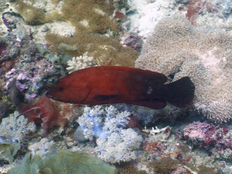 Banded-Tail Coral-Cod (Cephalopholis nigripinnis)