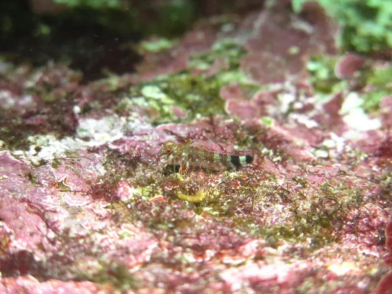 Enneanectes deloachorum