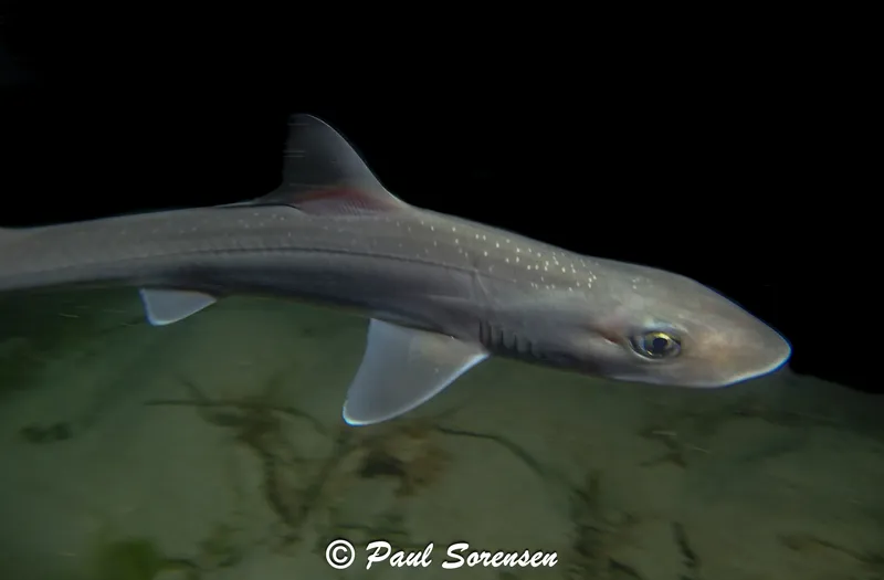 Houndshark (Mustelus antarcticus)