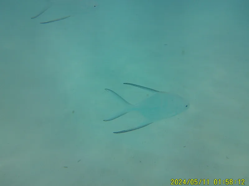Gaff-Topsail Pompano (Trachinotus goodei)