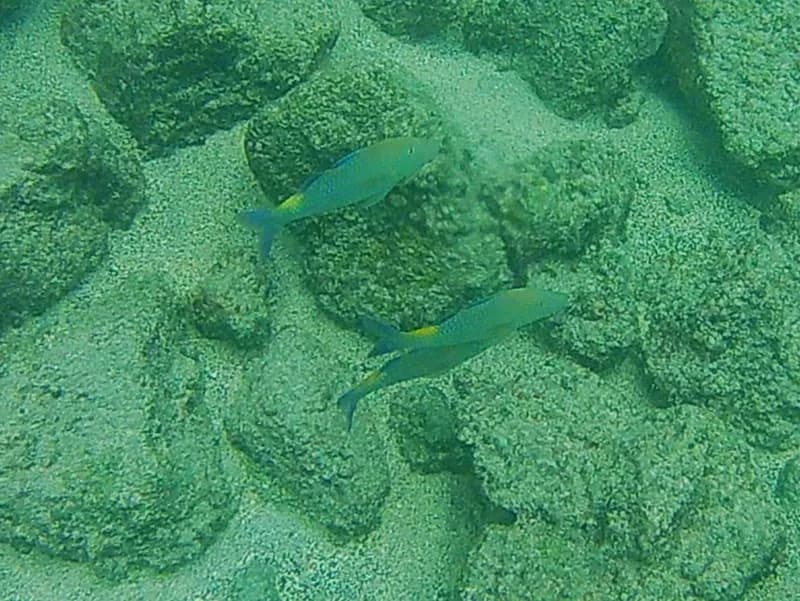 Parupeneus cyclostomus