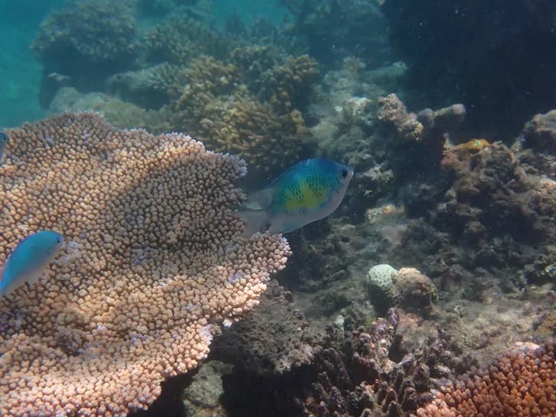 Black-Snouted Sergeant-Major (Amblyglyphidodon curacao)