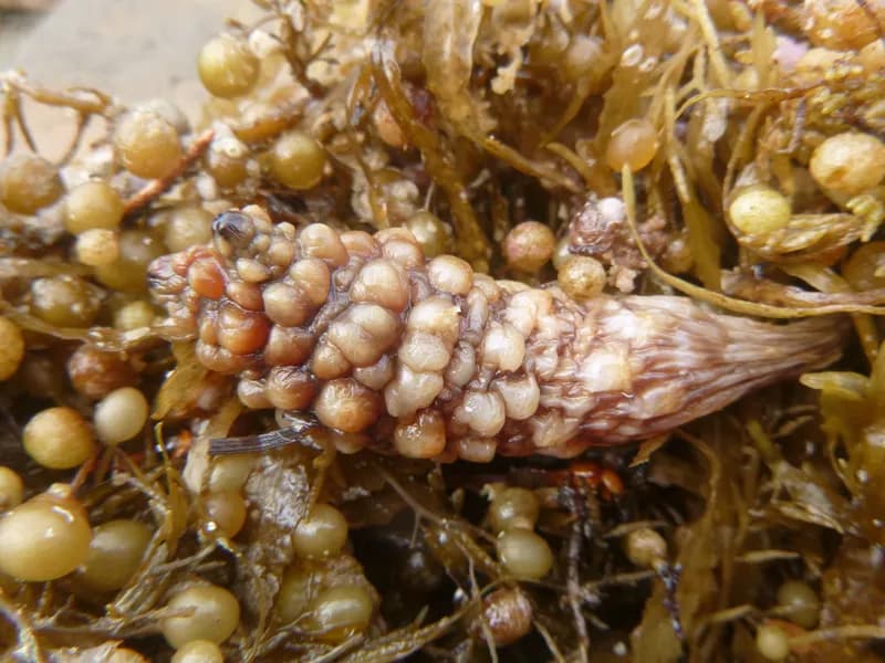 Asian Tunicate (Styela clava)