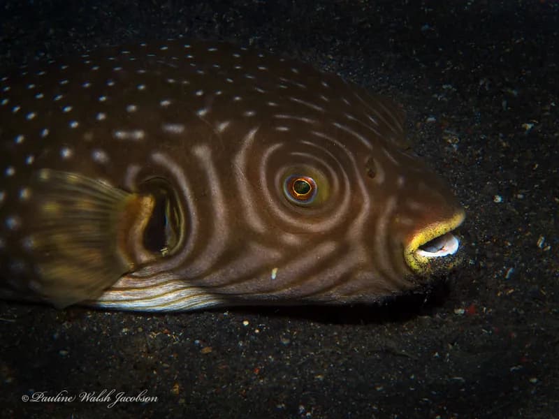 Reticulated Pufferfish (Arothron reticularis)
