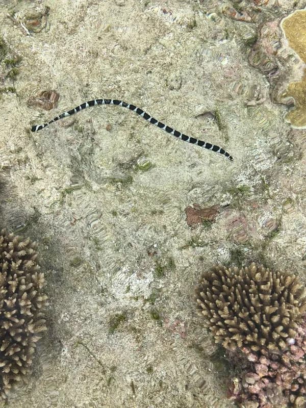 Flat-Tail Sea Snake (Laticauda schistorhyncha)