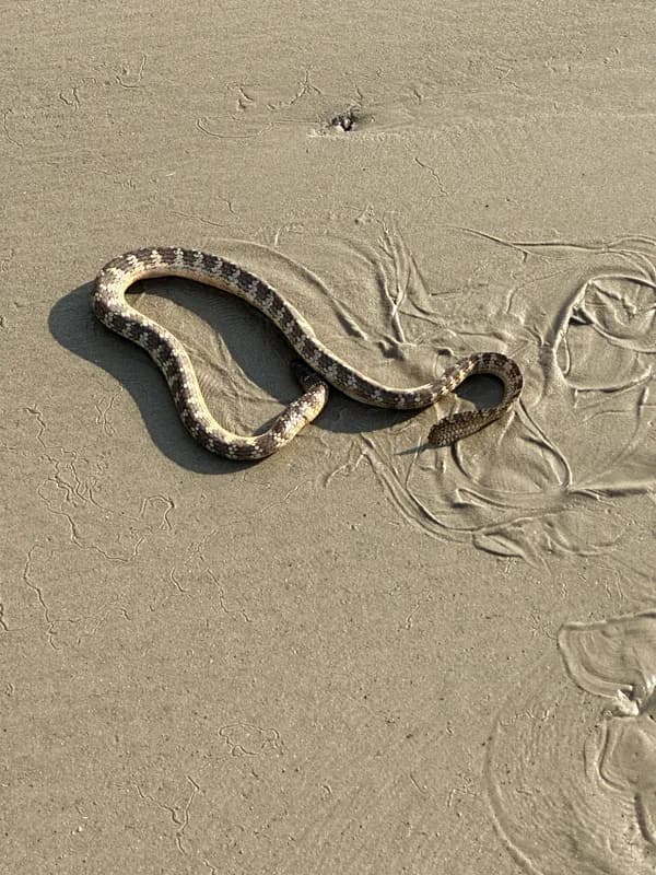 Beaded Sea-Snake (Aipysurus eydouxi)
