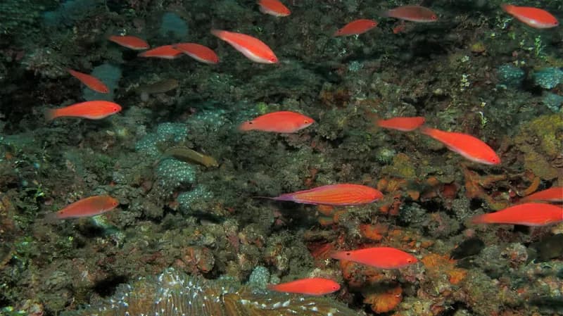 Filament-Fin Wrasse (Paracheilinus filamentosus)
