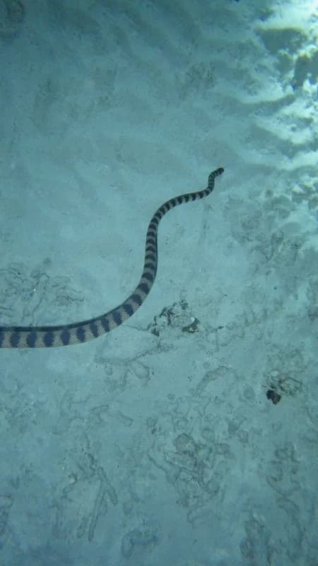 Slender-Necked Seasnake (Hydrophis melanocephalus)