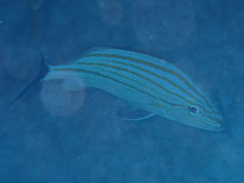 Haemulon carbonarium