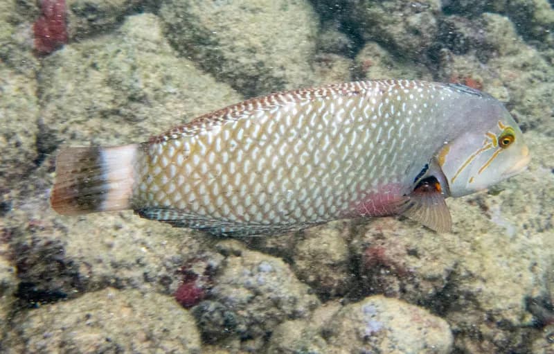 Rockmover Wrasse (Novaculichthys taeniourus)