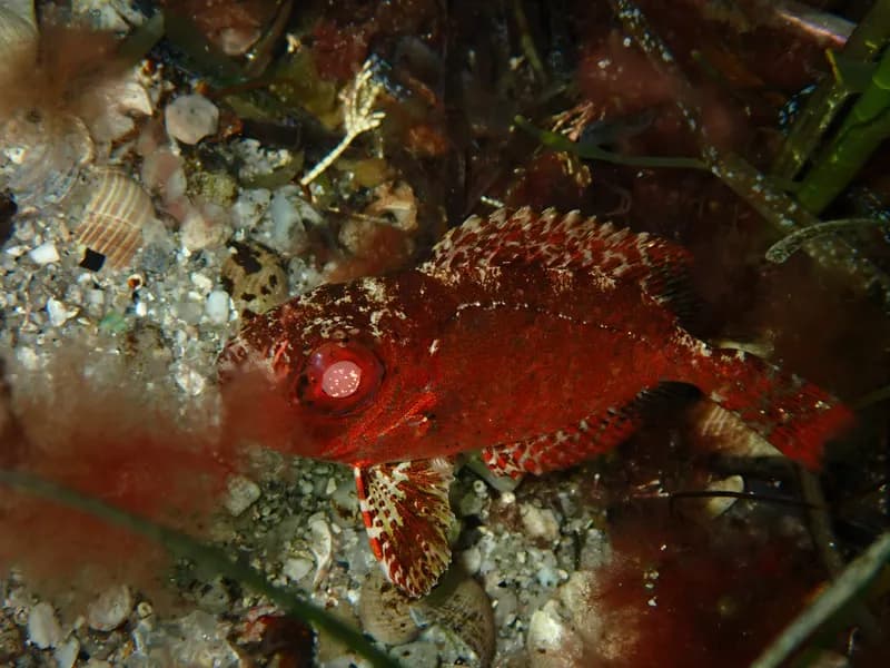 Glasseye (Heteropriacanthus cruentatus)