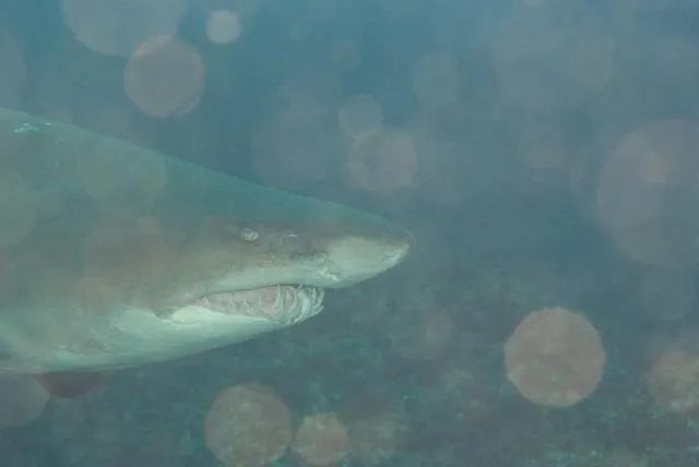 Blue Nurse Shark (Carcharias taurus)