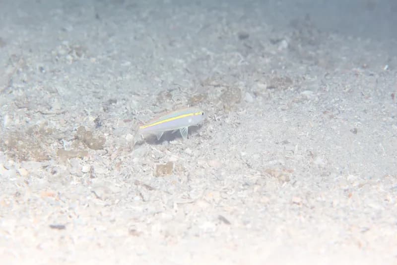 Upeneus moluccensis
