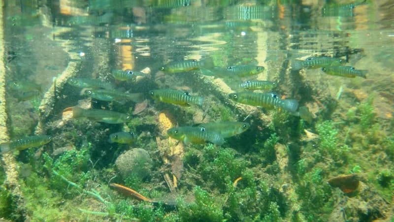 Mummichog (Fundulus heteroclitus)