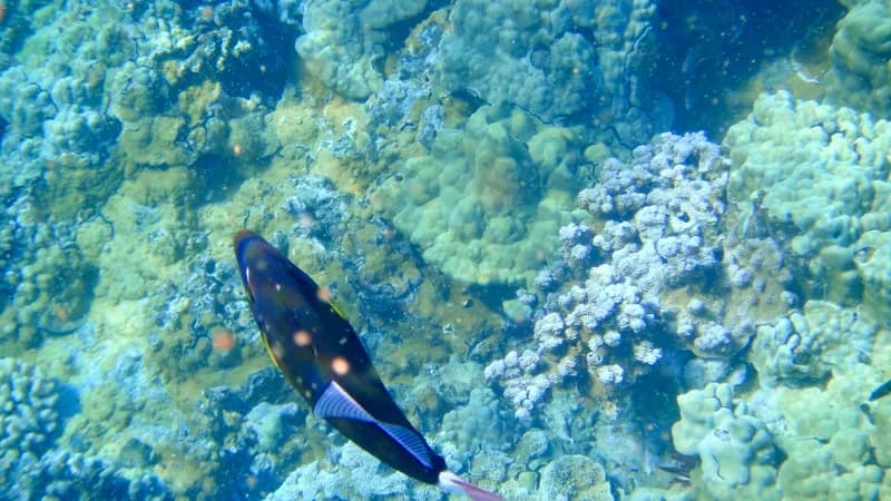 Pinktail Triggerfish (Melichthys vidua)