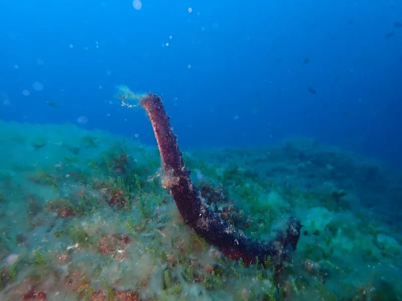 Holothuria (Holothuria) tubulosa