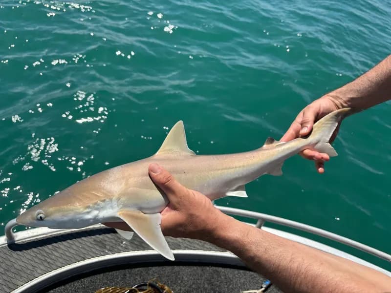 Australian Blackspot Shark (Carcharhinus coatesi)