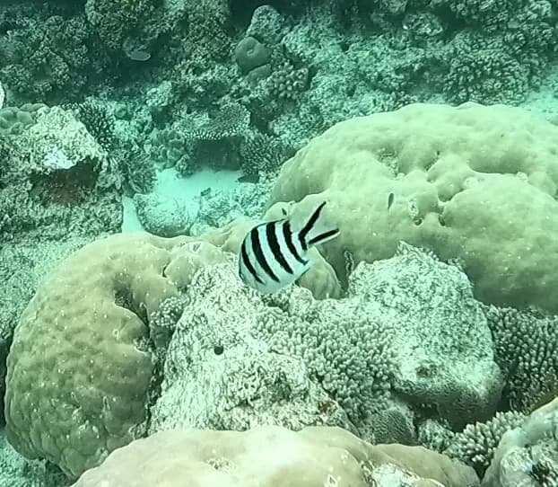 Scissortail Sergeant (Abudefduf sexfasciatus)