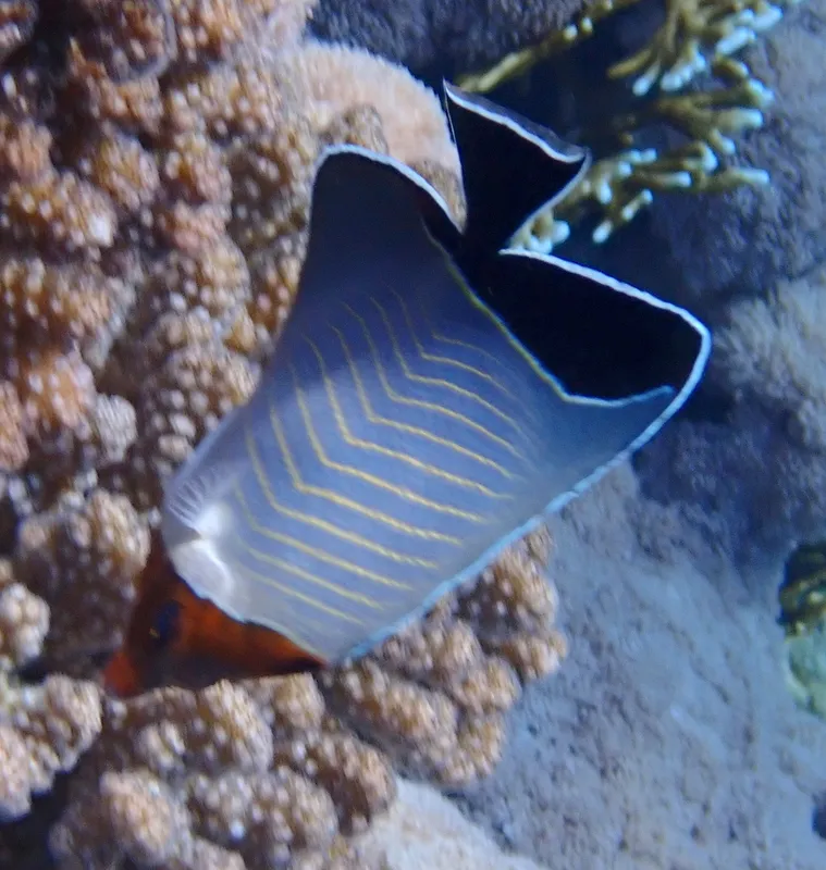 Hooded Butterflyfish (Chaetodon larvatus)