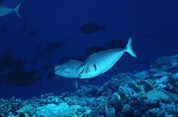 Humpnose Unicornfish (Naso tuberosus)