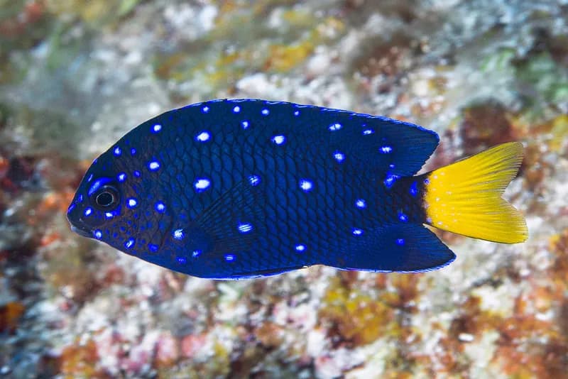 Jewelfish (Microspathodon chrysurus)