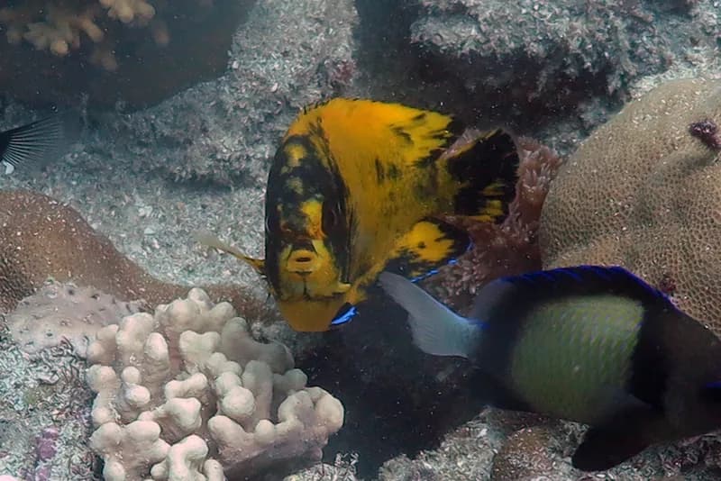 Dusky Angelfish (Centropyge multispinis)