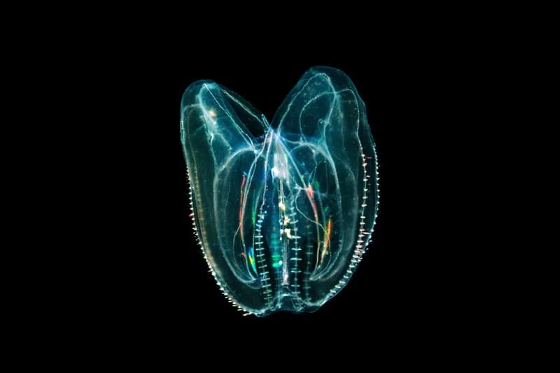 American Comb Jelly (Mnemiopsis leidyi)
