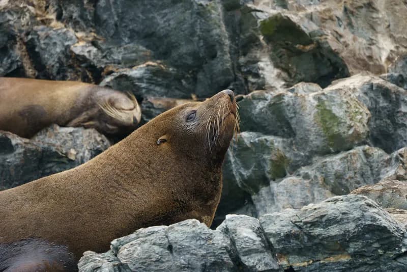 Arctocephalus australis