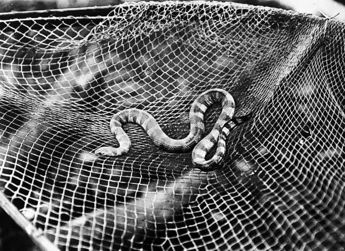 Anamalous Sea Snake (Thalassophis anomalus)