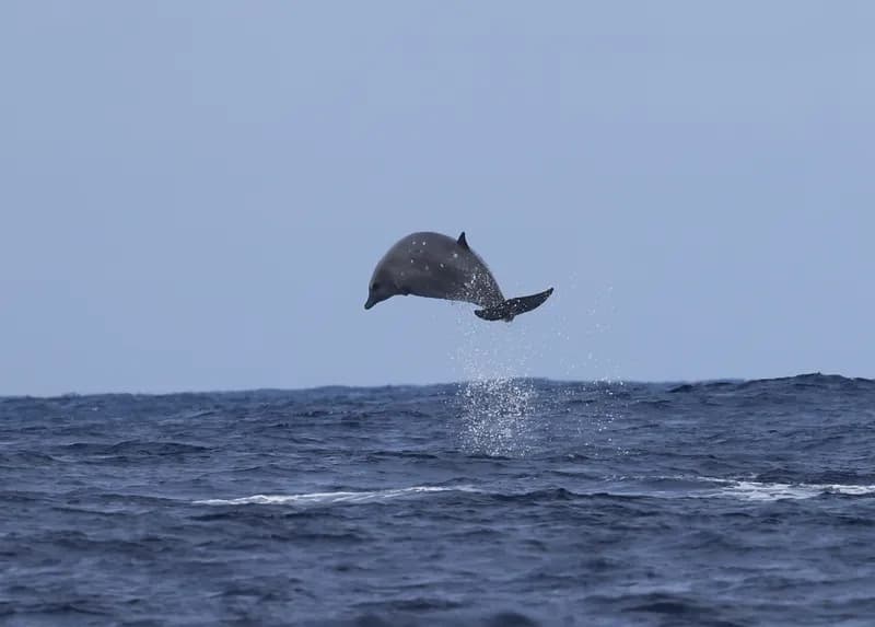 Gingko-Toothed Whale (Mesoplodon ginkgodens)