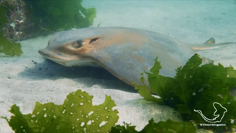 Myliobatis chilensis