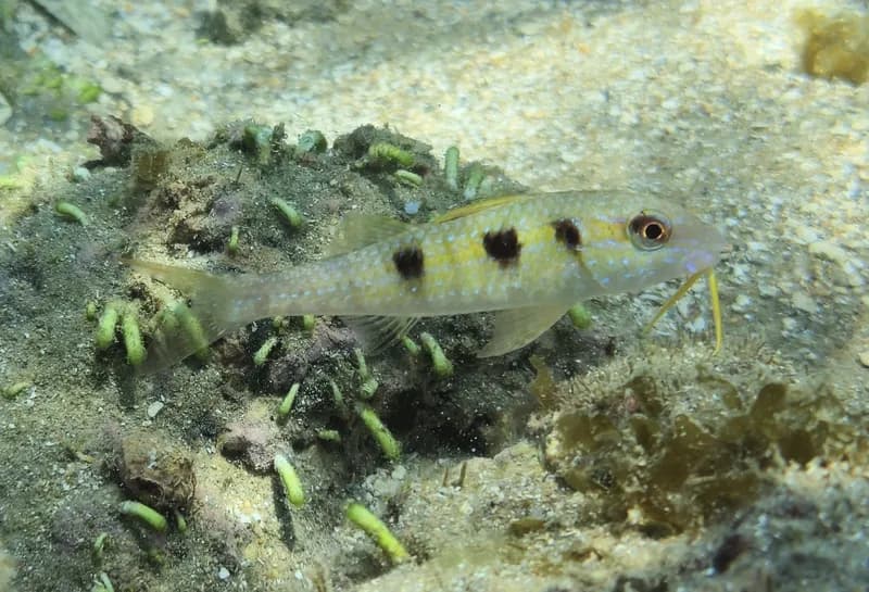 Pseudupeneus maculatus