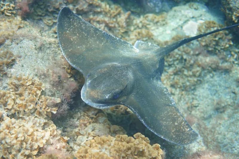 Myliobatis aquila
