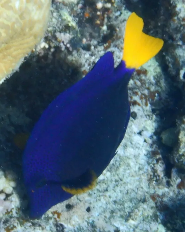 Purple Tang (Zebrasoma xanthurum)